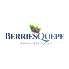 Gerente Berries Quepe